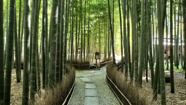 竹林